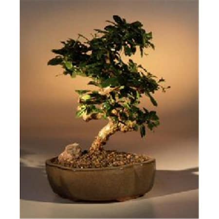 Paisaje Flowering Fukien Tea Bonsai Tree - Ehretia Microphylla - Medium PA2803685